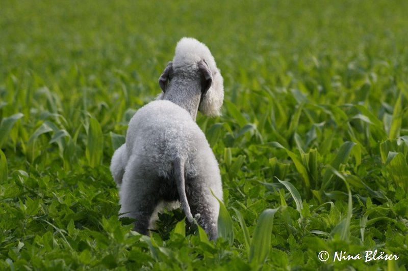 Airis Blue Volshebny Svet 2009-06-08 (22).JPG
